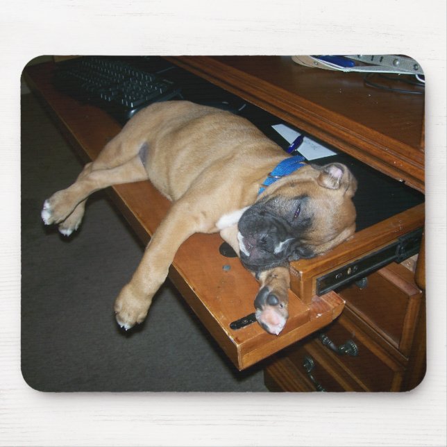 Laila sleeping on computer desk mousepad (Front)