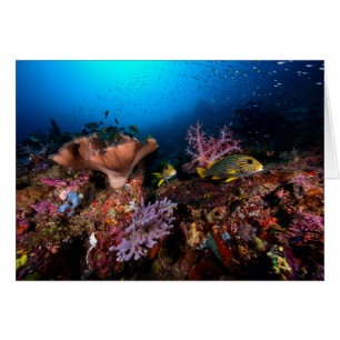 Laja Ampat Underwater