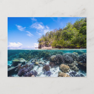 Laja Ampat Underwater 2 Postcard