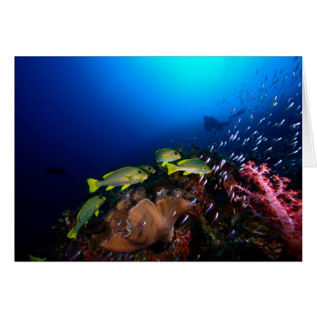 Laja Ampat Underwater 3 (Front Horizontal)