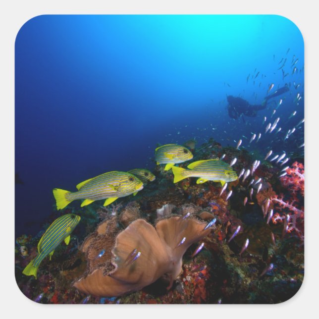 Laja Ampat Underwater 3 Square Sticker (Front)