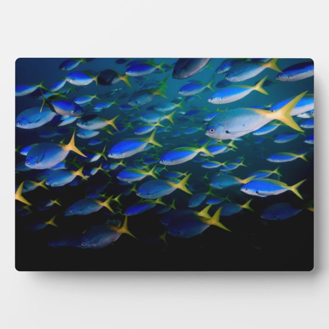 Laja Ampat Underwater 5 Plaque (Front)