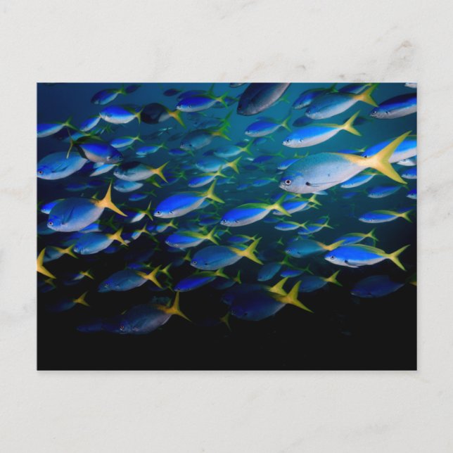 Laja Ampat Underwater 5 Postcard (Front)
