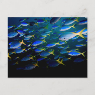 Laja Ampat Underwater 5 Postcard