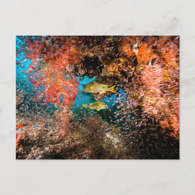 Laja Ampat Underwater 6 Postcard (Front)