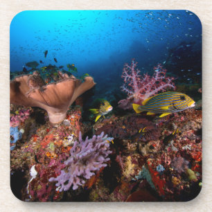 Laja Ampat Underwater Coaster