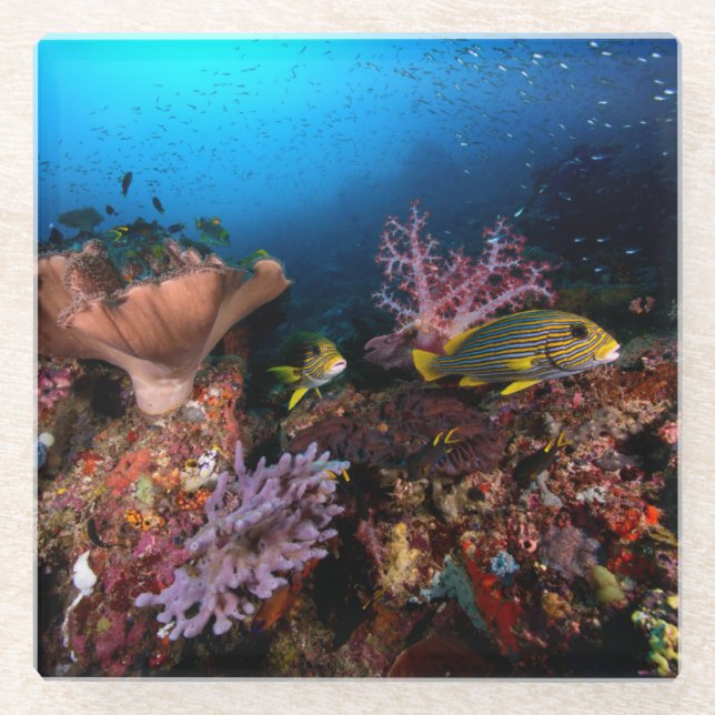 Laja Ampat Underwater Glass Coaster (Front)