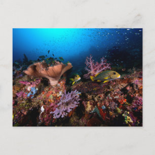 Laja Ampat Underwater Postcard