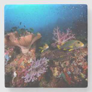 Laja Ampat Underwater Stone Coaster
