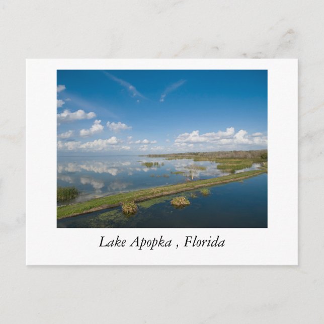 Lake Apopka, Florida Postcard (Front)