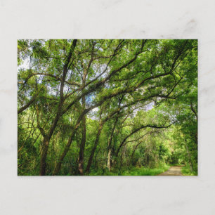 Lake Apopka Loop Trail, Florida Postcard