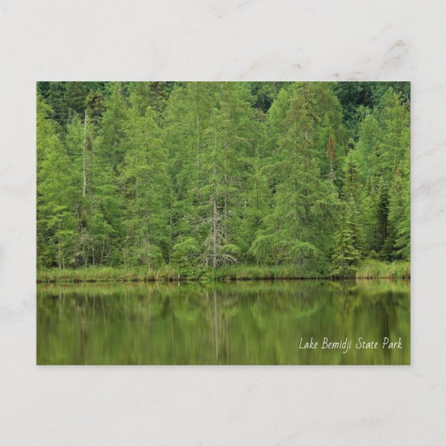Lake Bemidji State Park Postcard (Front)