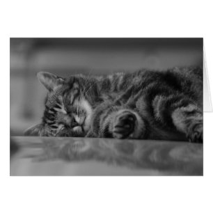 Lake Como Cat - 3 B&W