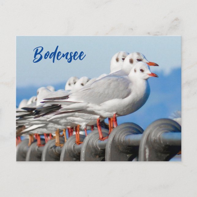 Lake Constance with its Seagulls Postcard (Front)