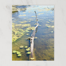 Lake Erie Metropark Turtle Log Horizontal 