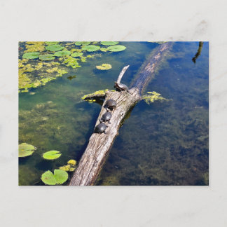 Lake Erie Metropark Turtle Log Vertical Postcard