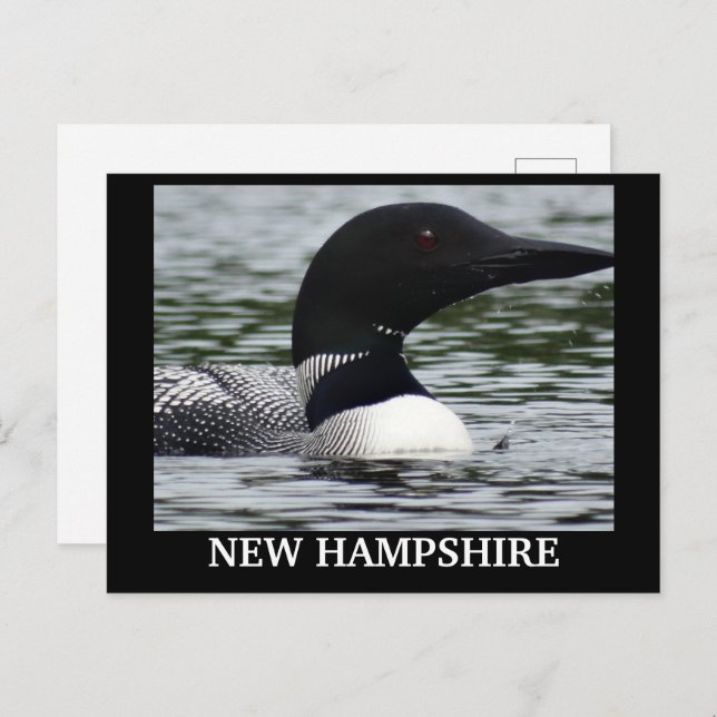 Lake Loon close up photo  Postcard (Front/Back)