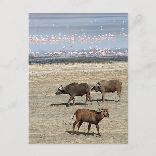 Lake Nakuru/Kenya Postcard (Front)