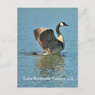 Lake Riverside Estates, CA Postcard
