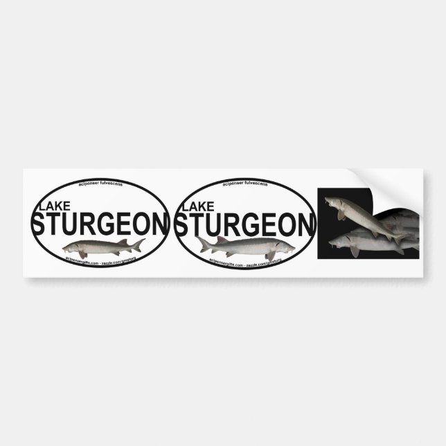 Lake Sturgeon Bumper Stickers (Front)