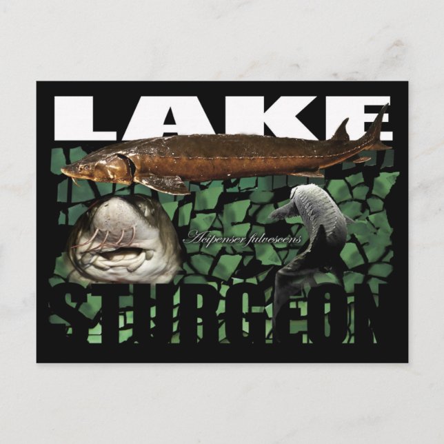 Lake Sturgeon-Collage-Postcard Postcard (Front)