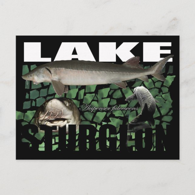 Lake Sturgeon-Collage-Postcard Postcard (Front)