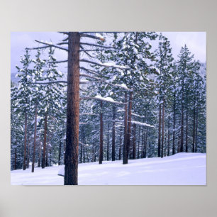 LAKE TAHOE STATE PARK, NEVADA. USA. Fresh snow Poster