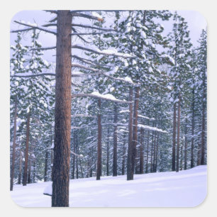 LAKE TAHOE STATE PARK, NEVADA. USA. Fresh snow Square Sticker