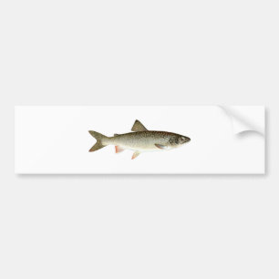 Lake Trout Logo Bumper Sticker