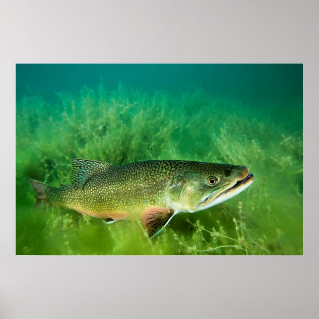 Lake Trout Portrait, Emerald Lake, Montana Poster (Front)