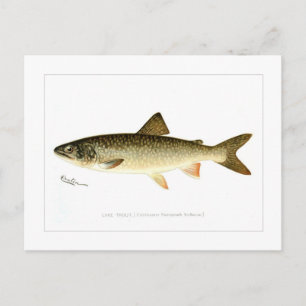 Lake Trout Postcard