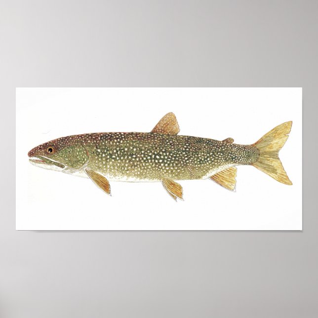 Lake Trout Watercolor Print (Front)