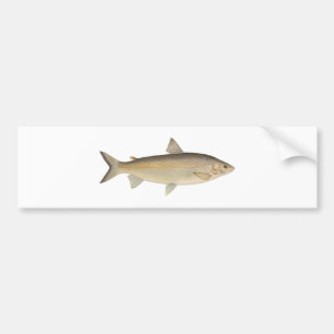 Lake Whitefish Bumper Sticker