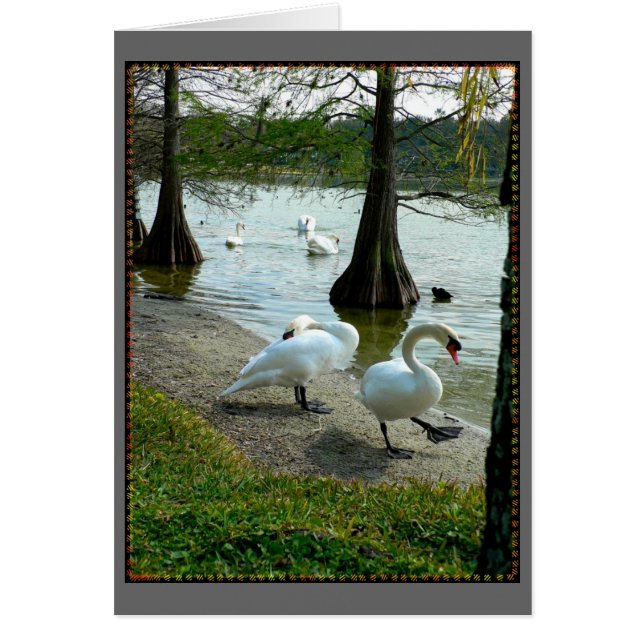 Lakeland Swans (Front)