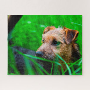 Lakeland Terrier Dog. Jigsaw Puzzle