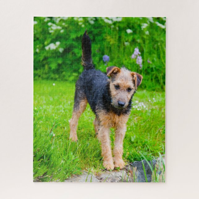 Lakeland Terrier Dog. Jigsaw Puzzle (Vertical)