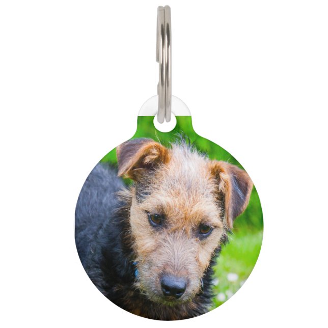 Lakeland Terrier. Pet Tag (Front)