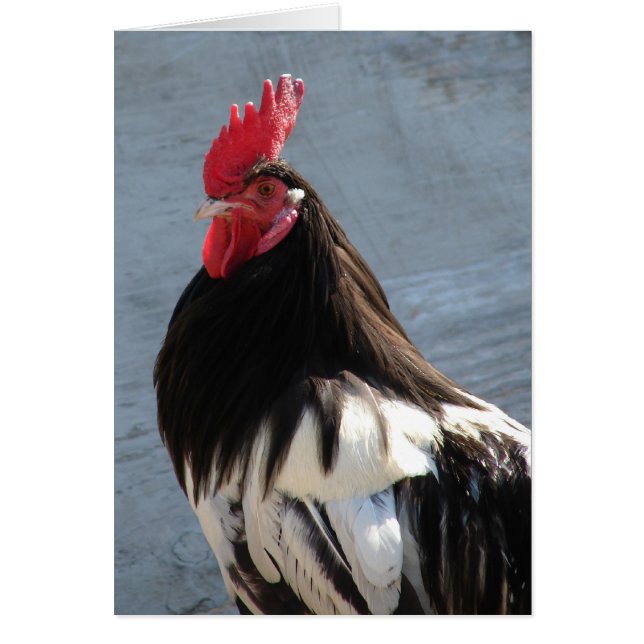 Lakenvelder Rooster (Front)