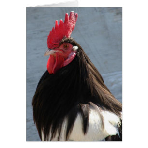 Lakenvelder Rooster All Occasion Blank Greeting