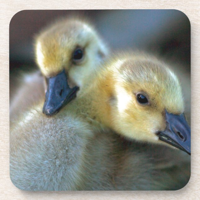 Lakeside Coaster (Front)