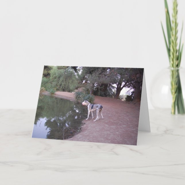 Lakeside Dog Cards (Front)