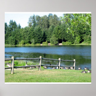 Lakeside Geese at the Park Poster