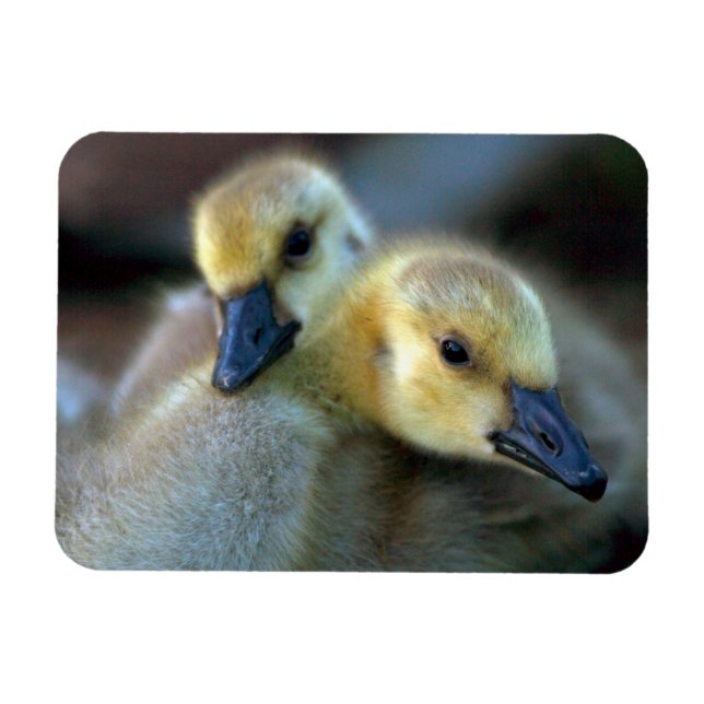 Lakeside Magnet (Horizontal)