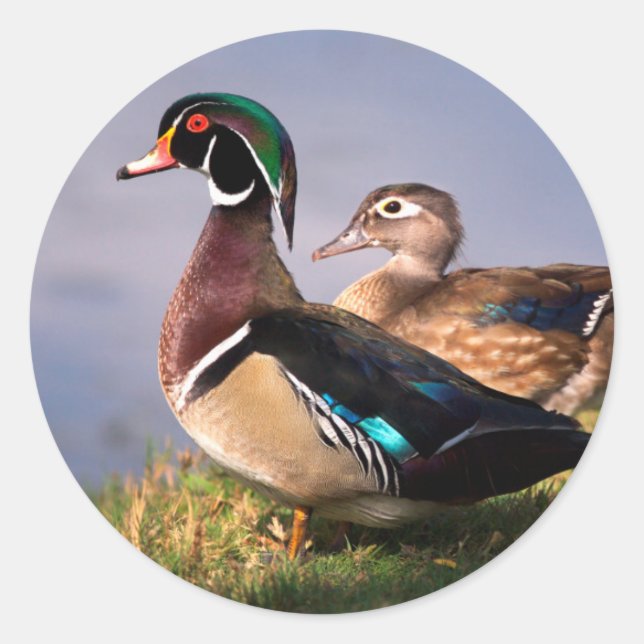Lakeside, Wood Duck Classic Round Sticker (Front)