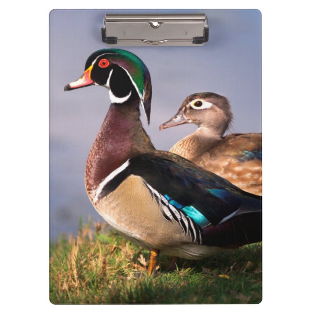 Lakeside, Wood Duck Clipboard (Front)