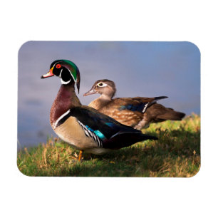 Lakeside, Wood Duck Magnet