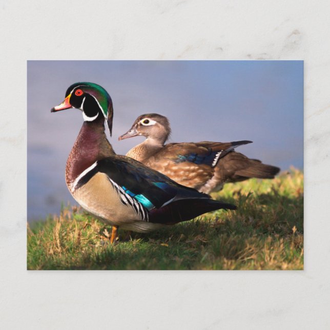 Lakeside, Wood Duck Postcard (Front)