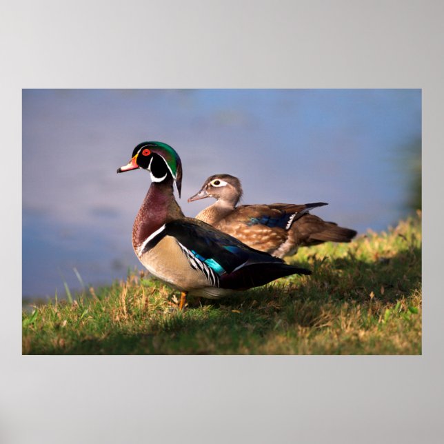 Lakeside, Wood Duck Poster (Front)