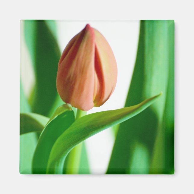 lala Tulip Magnet (Front)