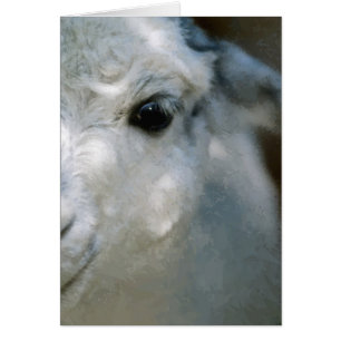 Lama